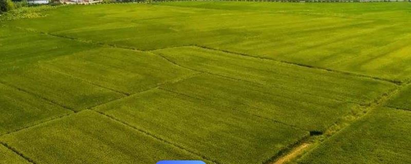 集体土地租赁的期限，集体土地租赁合同不可超过20年
