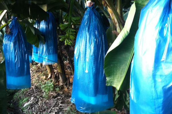 香蕉为什么要套袋，可以提高表面的着色度和防治病虫害