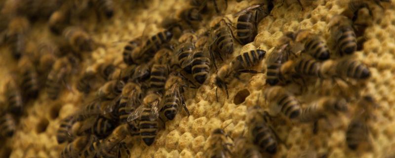 蜜蜂春繁的诀窍，注意蜂病防治