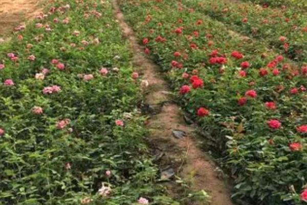 月季花的栽培技术，可播种、分株、扦插和压条繁殖