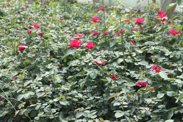 月季花的栽培技术，可播种、分株、扦插和压条繁殖