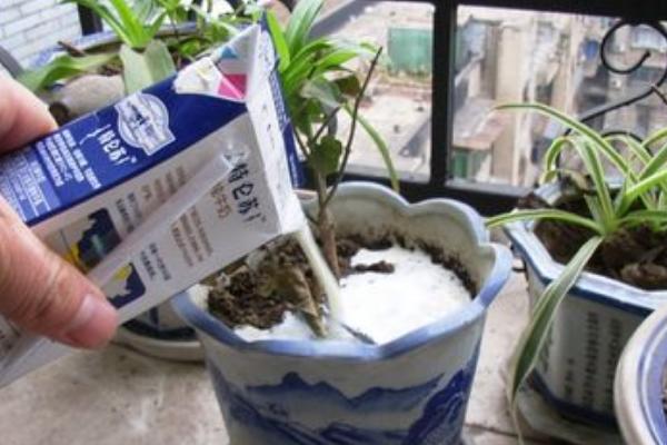 牛奶发酵后适用于哪些植物，适合浇喜酸的植物