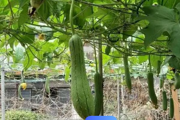 夏季丝瓜的种植注意事项，苗期水分不可太多