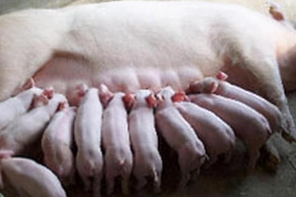 母猪下奶后过多长时间就会生产，最早需要1-2天左右