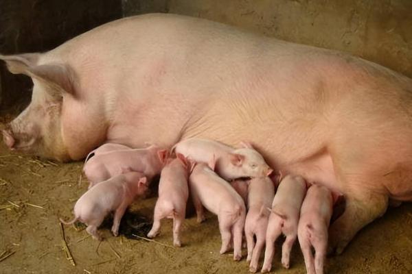 母猪下奶后过多长时间就会生产，最早需要1-2天左右