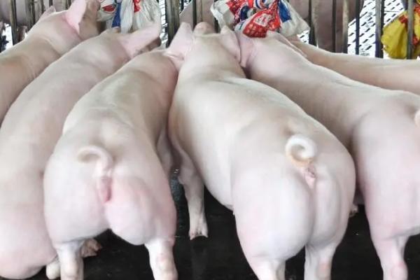 后备母猪配种口诀，母猪发呆、配种受胎
