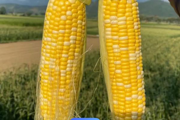 玉米高产种植技术，首先要选择优良品种