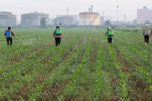 玉米高产种植技术，首先要选择优良品种