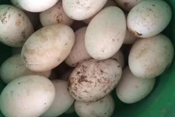 鹅蛋太小的原因，鹅蛋的大小与鹅的体型和产蛋时间有关