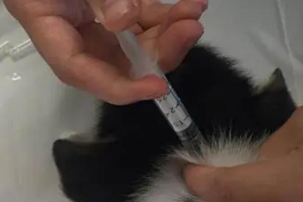 柯基幼犬饲养注意事项，要注意保护好牙齿和及时注射疫苗