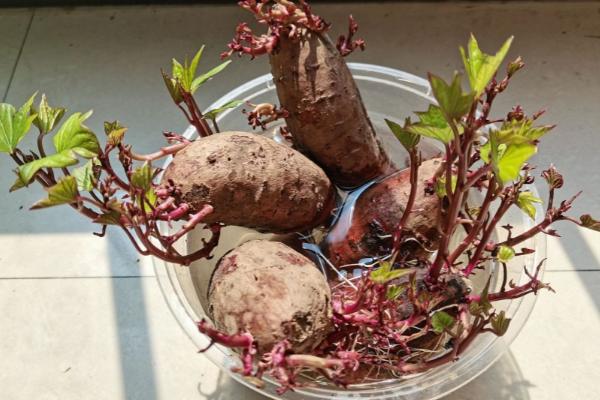 紫薯的种植方法，在2月份中旬可出窖育苗