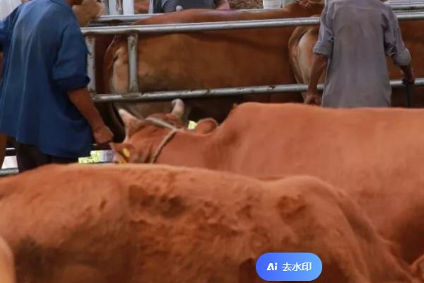 母牛下完犊多久能打口蹄疫苗，至少要3周以后才能打口蹄疫苗