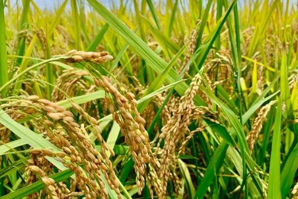 盐粳糯30水稻种子特征特性，生育期158天