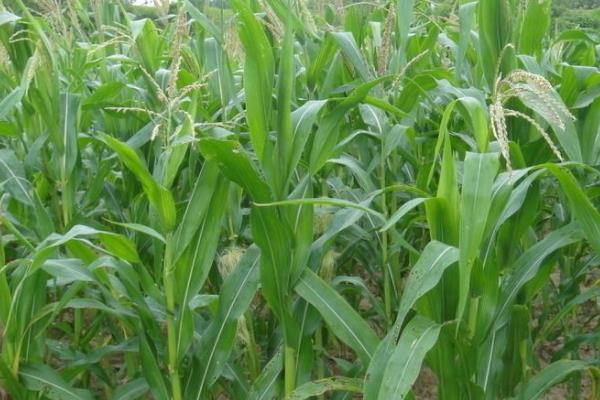 福田9玉米品种的特性，中抗大斑病