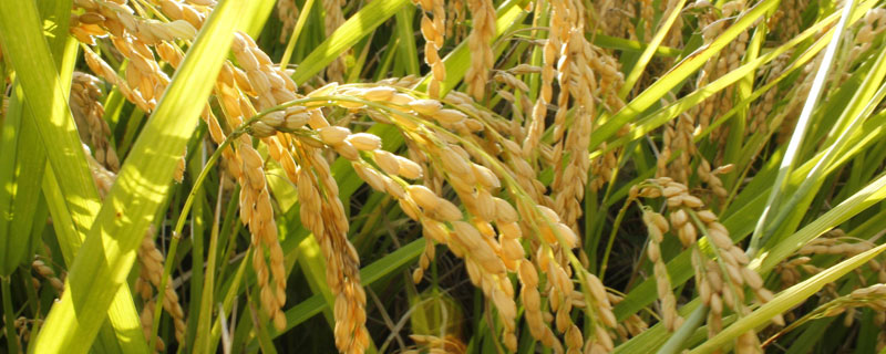 源粳2号水稻种子特征特性，全生育期147天