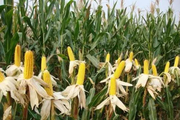 大智563S玉米种子介绍，4月下旬至5月上旬播种