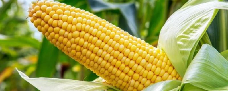 秋实266玉米品种的特性，中熟品种