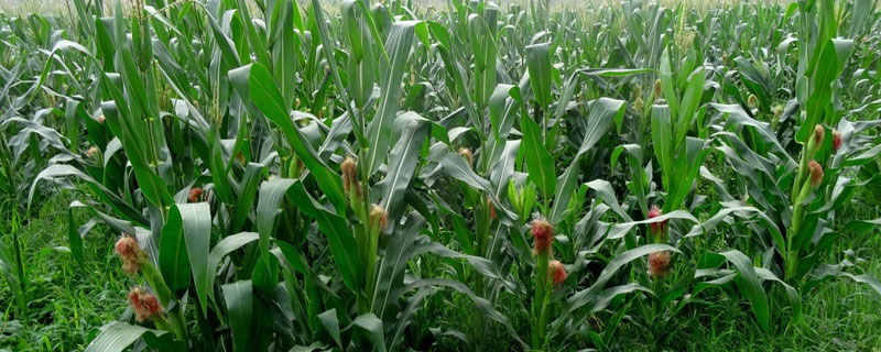 桦单345玉米种子特征特性，中等肥力以上地块栽培