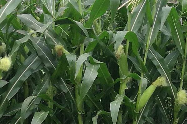 福田9玉米品种的特性，中抗大斑病