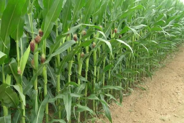 福莱799玉米品种的特性，4月下旬至5月上旬播种