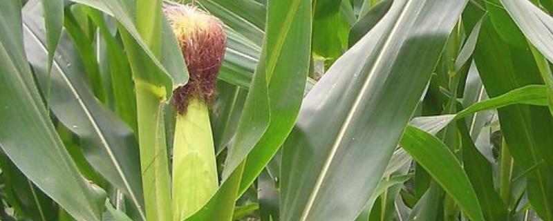 邦玉128玉米品种简介，中等肥力以上地块栽培
