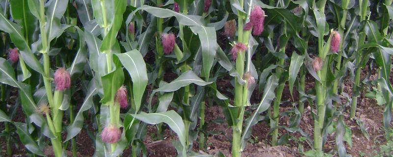 垦吉402玉米品种的特性，中早熟品种