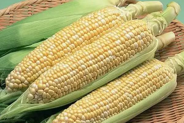 吉单42玉米品种简介，4月下旬至5月上旬播种