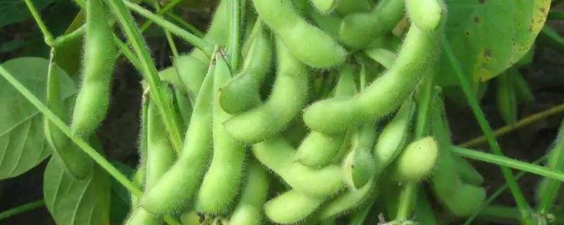 吉黑8号大豆种子特征特性，中熟品种