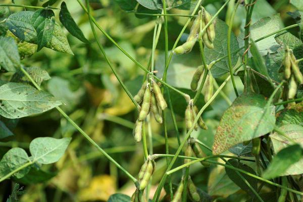 吉黑8号大豆种子特征特性，中熟品种