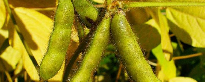 长农75大豆种子特征特性，中抗大豆花叶病毒1号株系