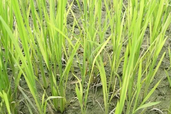 吉粳561水稻种简介，4月中旬播种
