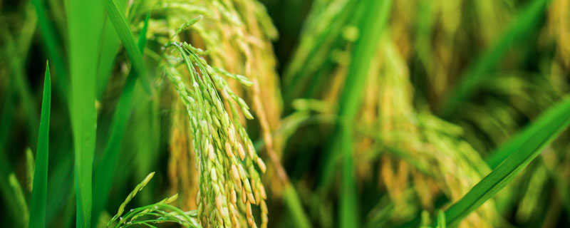 沅粳6水稻种子介绍，4月中旬播种