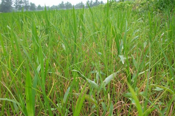 通系954水稻品种简介，每亩有效穗数22.3万