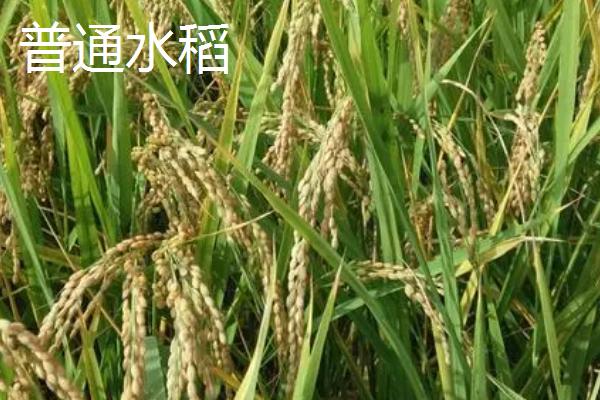 杂交水稻和普通水稻的区别，外稃痕迹、谷壳厚度和谷尖颜色均不同