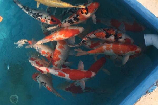 锦鲤喂什么增色快，可以喂食营养较高的专用增色饲料