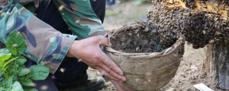 蜜蜂分蜂后还有几个王台怎么办，根据群势采取不同措施