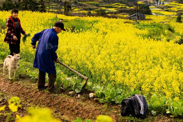 北方油菜如何种植，首先选择适合当地的优质品种