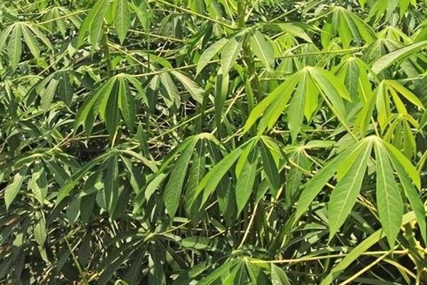 木薯植株萎蔫的症状，主要为害植株叶片、颈部