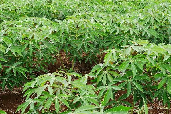 木薯植株萎蔫的症状，主要为害植株叶片、颈部