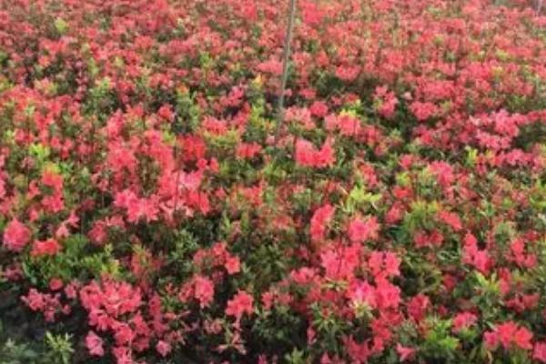 映山红的养殖方法，施肥时应该勤施稀薄肥