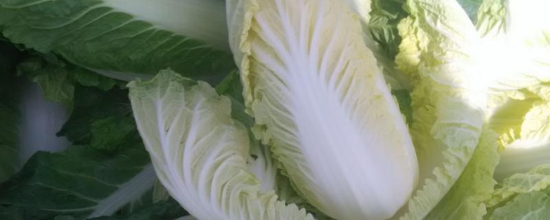 娃娃菜怎么长出来的，分为发芽期、幼苗期、莲座期和结球期