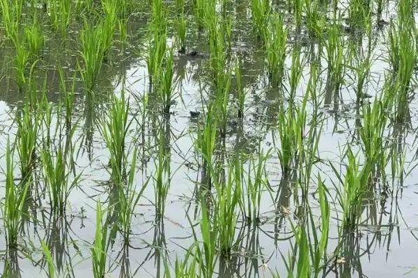 中安2号水稻种简介，秧田亩播种量40-50千克