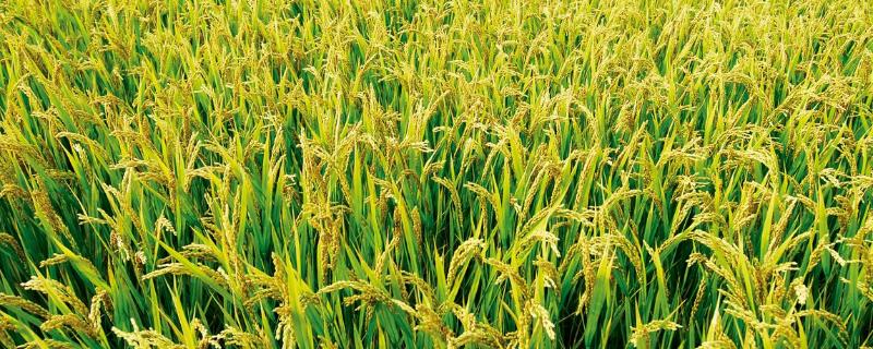 中安2号水稻种简介，秧田亩播种量40-50千克