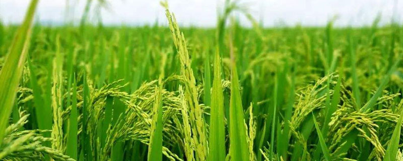 中安7号水稻种子介绍，秧田亩播种量40-50千克