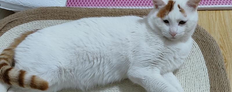 猫为什么要磨爪子，可以使爪子更加锋利也能留下气味标识领地
