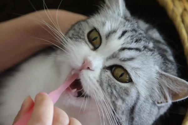 怎么给猫咪做口腔护理，一般是先用手指给它刷牙