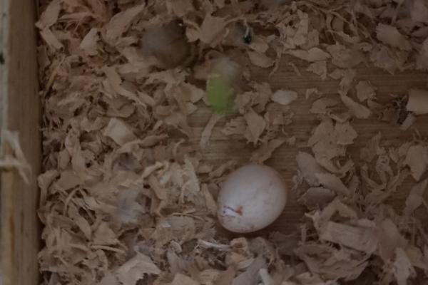 虎皮鹦鹉下蛋的征兆，一定会频繁地进出自己的窝