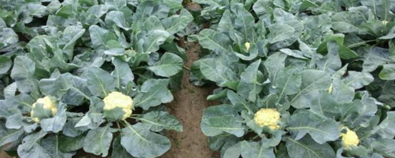 露天花菜的种植方法，早熟和极早熟品种适合在6-9月份种植