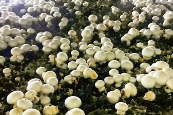 双孢菇的种植方法，在种植时必须要进行光照