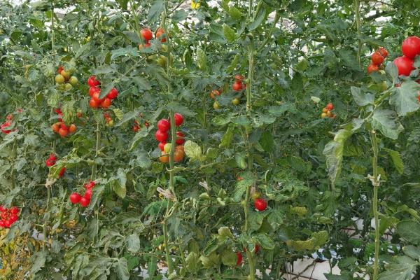 什么是番茄树，属于茄科、树番茄属植物